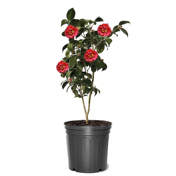 Unbranded 3 gal. Kramer's Beauty Japonica Camellia, Evergreen Shrub, with Red Blossoms
