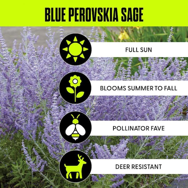 Blue Perovskia Sage Roots (3-Pack)