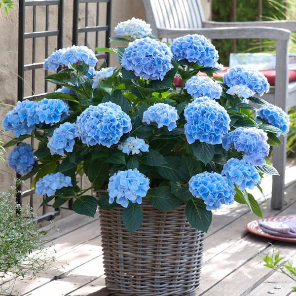 Hydrangea Blue Translucent Color Spray - LO Florist Supplies