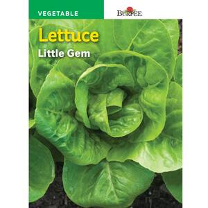 WP Lettuce Head Little Gem Seed