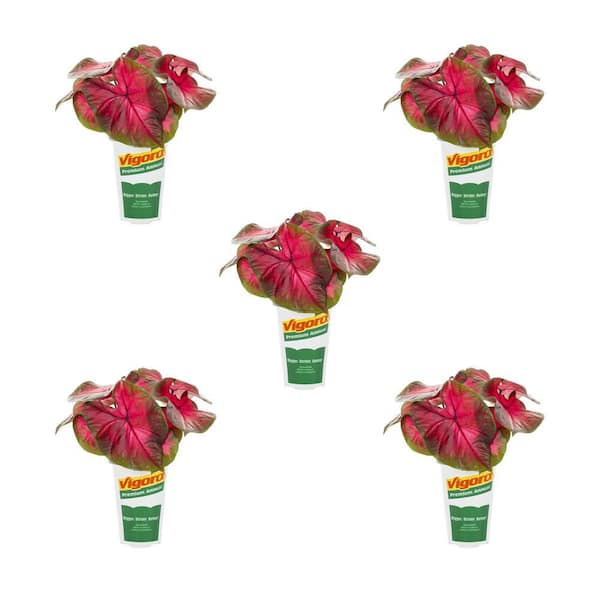 Vigoro 1.5 Pt Caladium Angel Wings Postman Joyner Green and Red Bicolor Annual Plant (5-Pack)