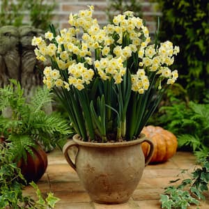 Narcissus Avalanche for Indoor Forcing Bulbs (6-Pack)