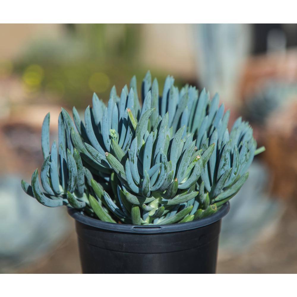 Senecio Blue Chalk Sticks Succulent in Plastic Planter