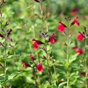 #5 Container Shrub Furmans Red Sage Plants (2-Pack)