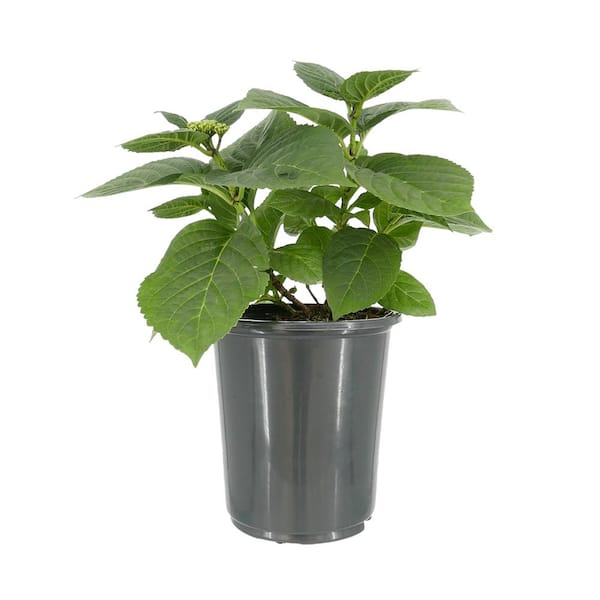 Unbranded - 2.5 qt. Hydrangea macrophylla Hi River Blue Perennial Plant with Blue Flowers - 1-Pack