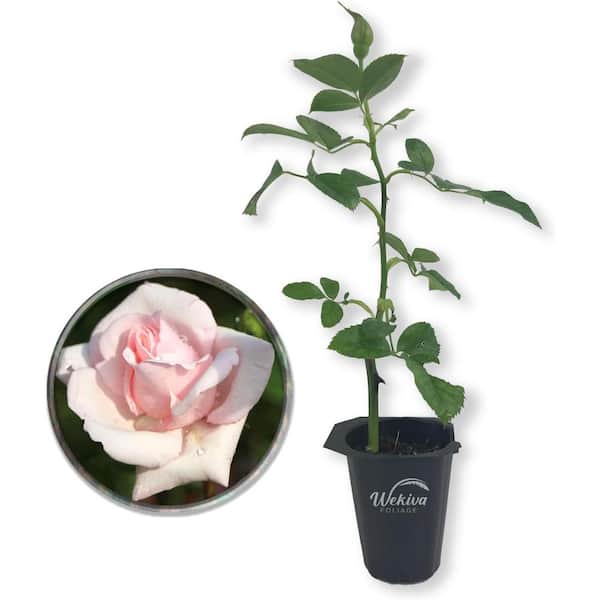 Wekiva Foliage New Dawn Rose Bush-Live Starter Plant in a 4 Inch Pot-Beautiful Roses from Florida-Timeless Classic Ornamental Rose