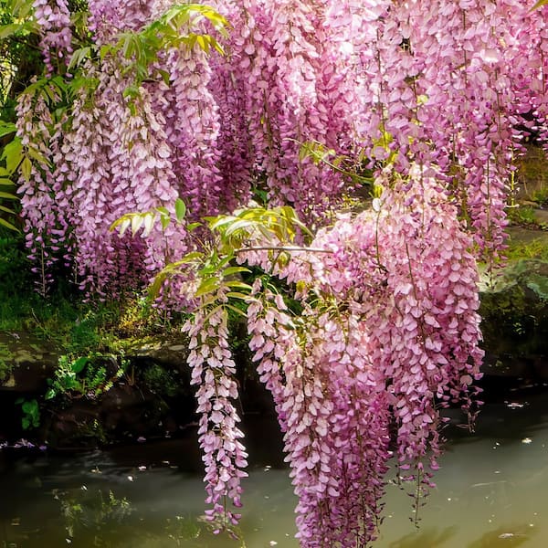national PLANT NETWORK 1 gal. Pink Wisteria Plant with Pink