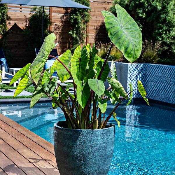 Garden State Bulb 7/9 inches, Colocasia Blue Hawaii Elephant Ear Bulbs (Bag  of 3) ECS-224-03-03 - The Home Depot