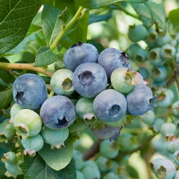 Fresh Jumbo Blueberries