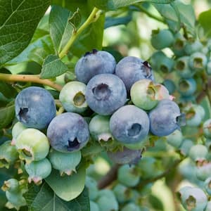 2.25 Gal. Pot, Bluecrop Blueberry Bush Deciduous Fruit Bearing Plant (1-Pack)