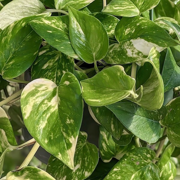 royal philodendrons Philodendron Royal Queen starter plant (black) **(ALL plants require you to  purchase ANY 2 plants!)**