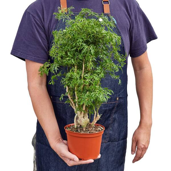 PPC INTERNATIONAL LLC Aralia Ming Stump (Polyscias Fruticosa) Plant in 6  in. Grower Pot 6_ARALIA_MING.STUMP - The Home Depot