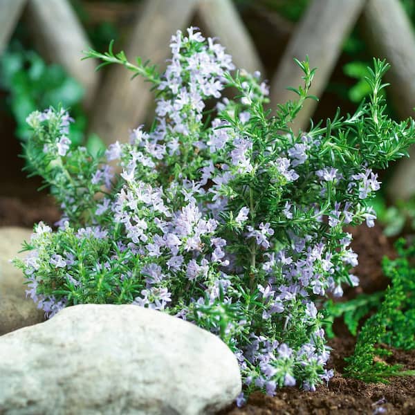 national PLANT NETWORK 4 in. Rosemary Herb Plant with Lavender Blooms  (3-Pack) HD7521 - The Home Depot