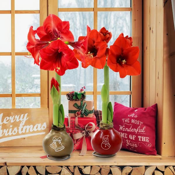 Holiday Waxed Amaryllis Stencil Collection with Red Flowers (2-Pack)
