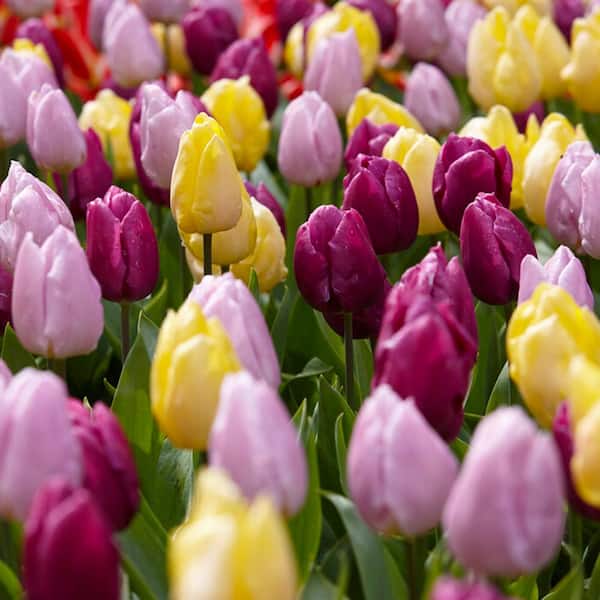 Garden State Bulb 12/+ cm, Single Early Royal Prince Mix Tulip Flower Bulbs (Bag of 50)