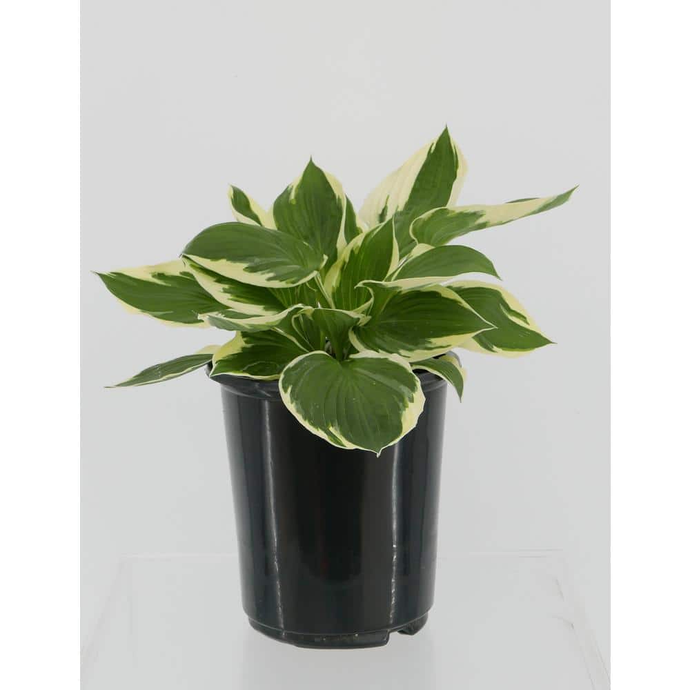 2.5 qt. Perennial Hosta Whirlwind (4-Pack)