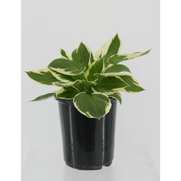 Unbranded 2.5 qt. Perennial Hosta Whirlwind (4-Pack)