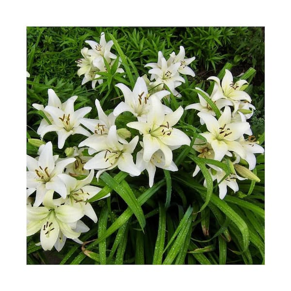 ALTMAN PLANTS 2.4 Gal. White Asiatic Lily Plant 8605 - The Home Depot