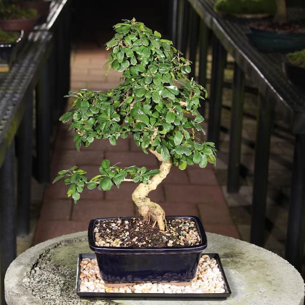 brussel's BONSAI Fukien Tea Bonsai Tree Indoor Plant in Ceramic Bonsai Pot  Container, 14 Years Old, 14 to 20 in. CT-9002FT - The Home Depot