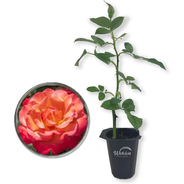 Wekiva Foliage Tuscan Sun Rose Bush-Live Starter Plant in a 2 Inch Pot-Beautifully Fragrant Heirloom Rose from Florida-Fragrance