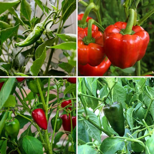 national PLANT NETWORK 2.5 in. Chile Pepper Plant Collection (4-Pack)