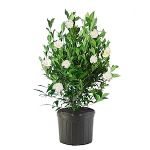 2.5 Qt. August Beauty Gardenia Shrub with Double White Flowers and Green Foliage