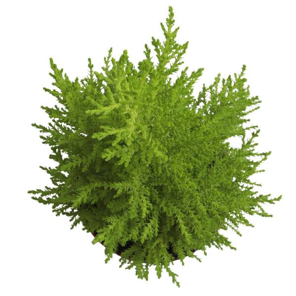 ALTMAN PLANTS Miniature Festive Christmas Lemon Cypress Tree w