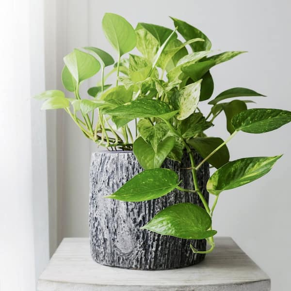 national PLANT NETWORK 6 in. SpaceScape Tropical Vine Plant