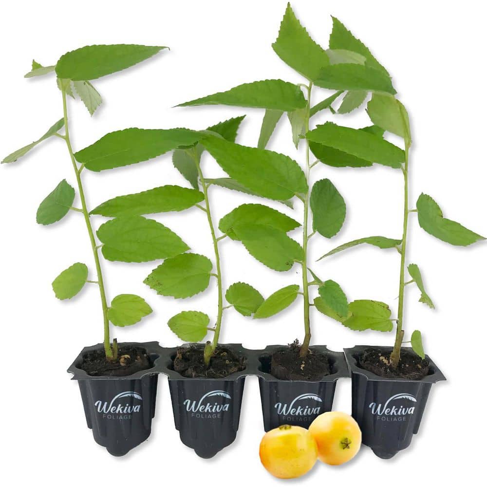 Yellow Jamaican Cherry Tree-Strawberry Tree-4 Live Starter Plants in 2 in. Grower's Pot-Muntingia Calabura price history on PriceWatchPro