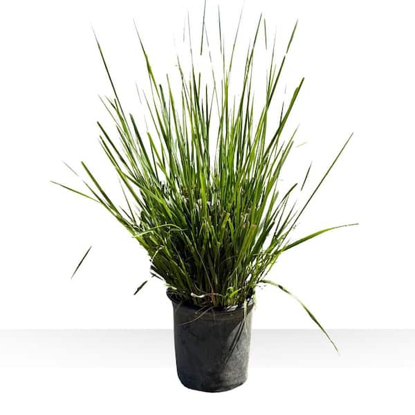 #1 Container Feather Reed Grass 'Karl Foerster' (4-Pack)