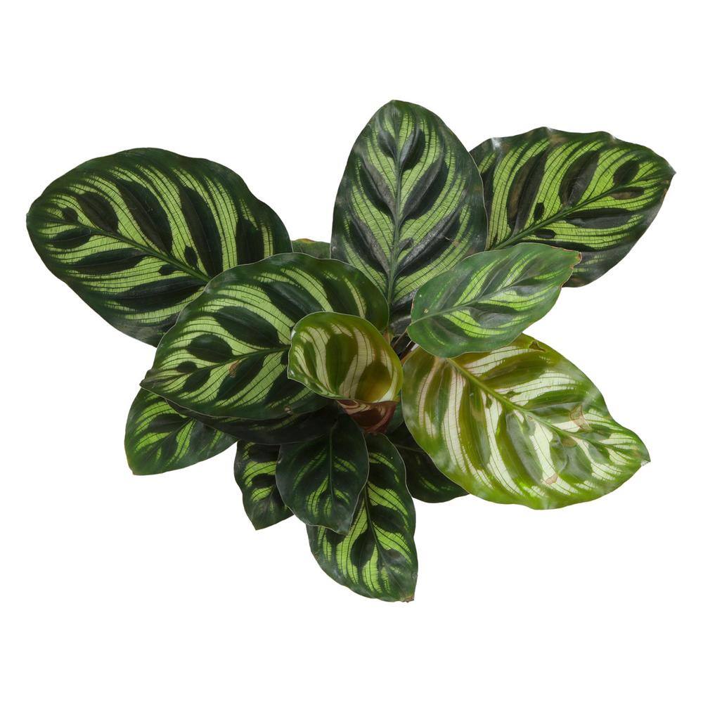 Calathea Makoyana in White Planter, Large Indoor Houseplant