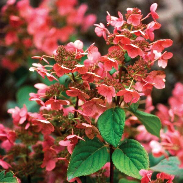 national PLANT NETWORK 8 in. Hydrangea Tree Quick Fire in Grower Container (1-Piece) HD1462 - The Home Depot