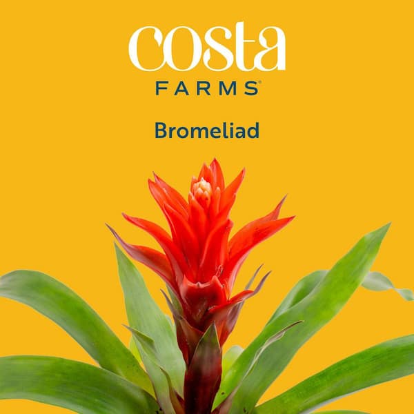 Costa Farms Grower's Choice Bromeliad Indoor Plant in 6 in. Decor