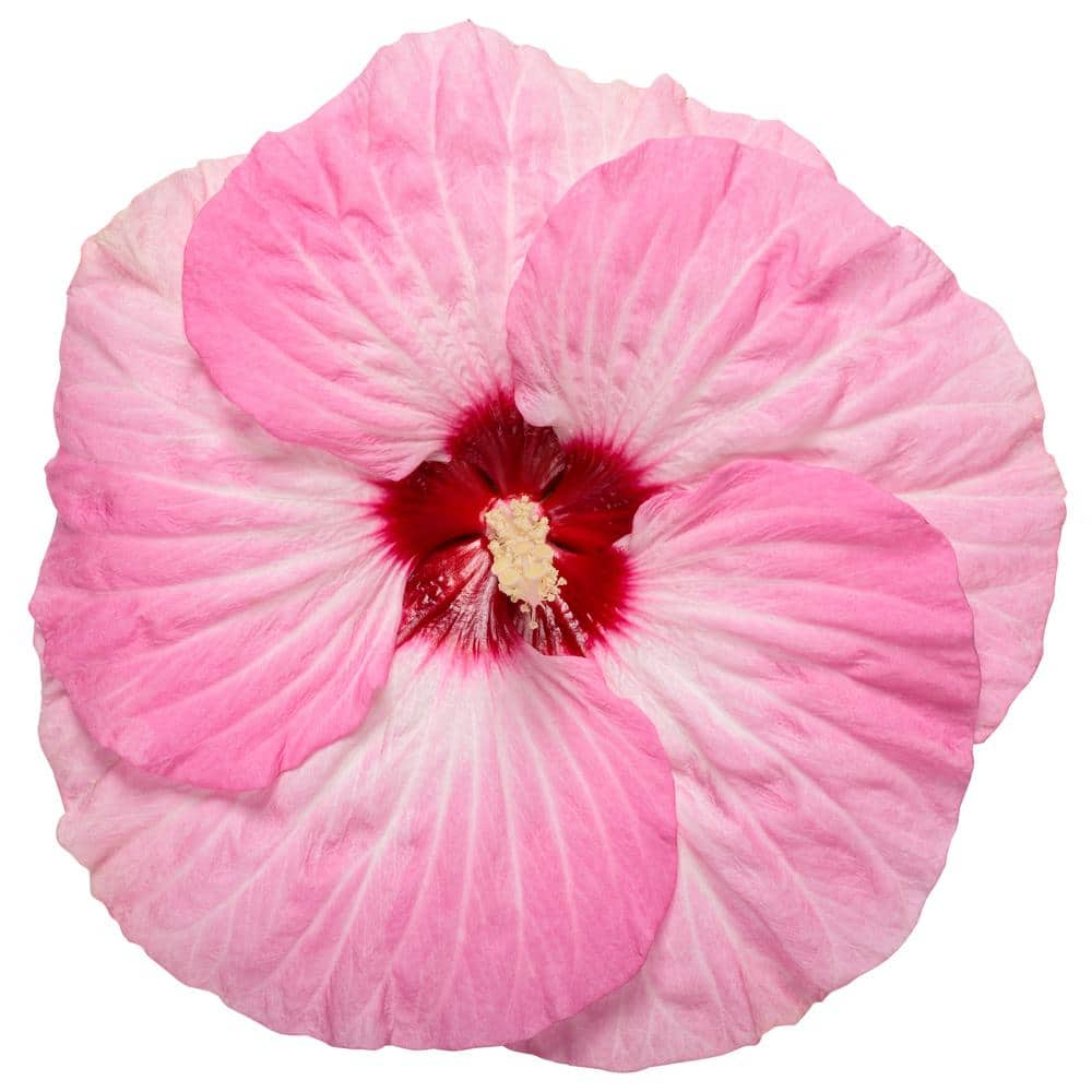 PROVEN WINNERS 2 Gal. Summerific Spinderella Perennial Hibiscus Shrub ...