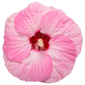 2 Gal. Summerific Spinderella Perennial Hibiscus Shrub (Rose Mallow), White Flowers Pink Edges and Red Eye, Dark Foliage