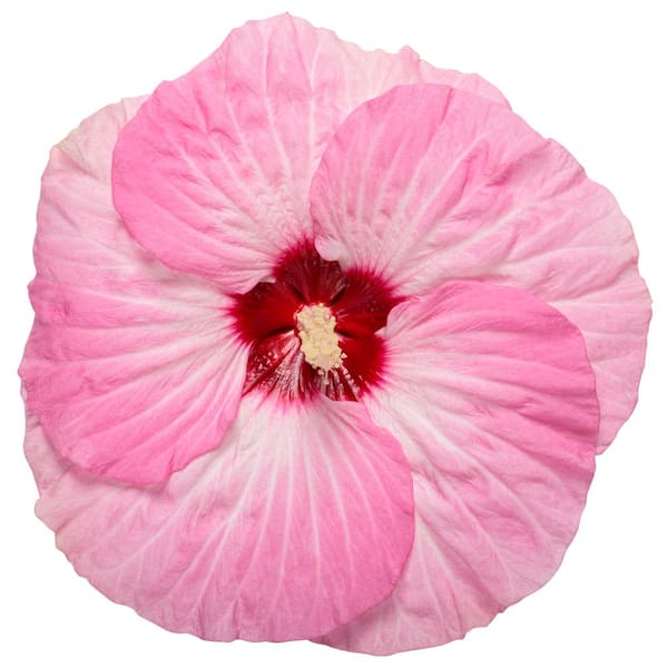 PROVEN WINNERS 2 Gal. Summerific Spinderella Perennial Hibiscus Shrub (Rose Mallow), White Flowers Pink Edges and Red Eye, Dark Foliage