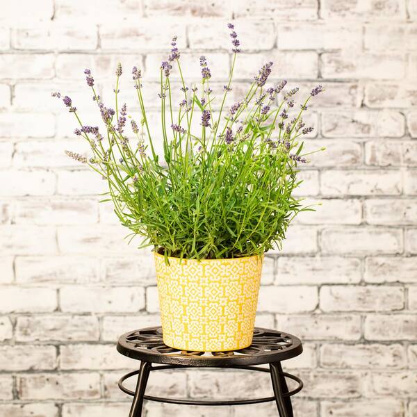 METROLINA GREENHOUSES 2 QT. English Lavender Purple Perennial Plant  (3-Pack) 4034 - The Home Depot