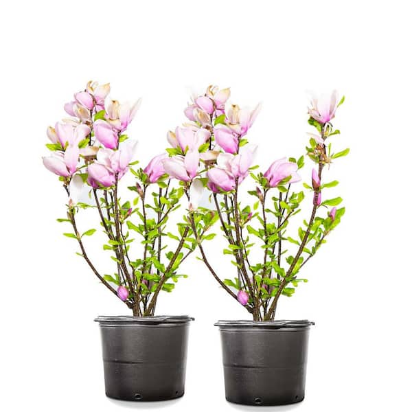 3 Gal. Jane Magnolia (2-Pack)