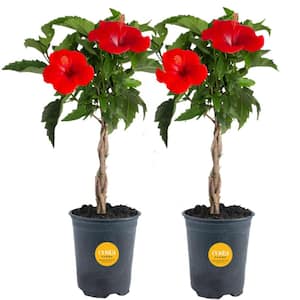 Grower's Choice Premium Briaded Hibiscus Live Outdoor Plant in 2.5 Qt. Grower Pot, Avg. Shipping Height 1-2 ft. Tall