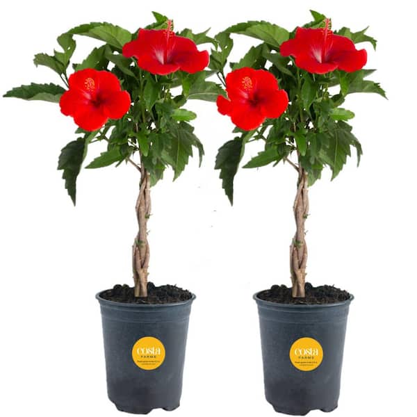 Costa Farms Grower's Choice Premium Briaded Hibiscus Live Outdoor Plant in 2.5 Qt. Grower Pot, Avg. Shipping Height 1-2 ft. Tall