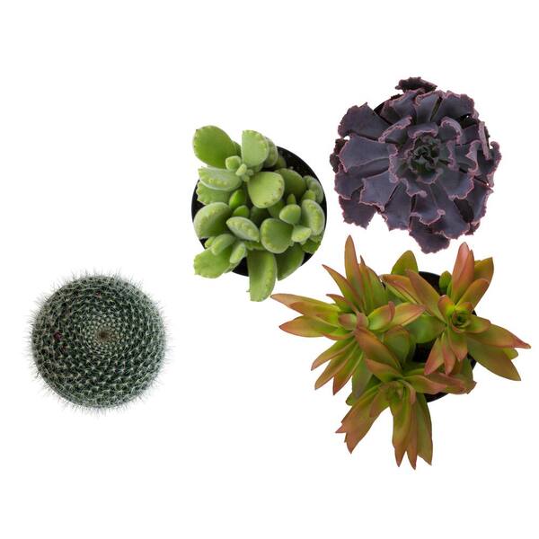 3 Artificial Plants Blooming Cactus Ball And Succulents Mini Grass 