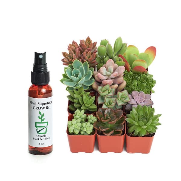 Shop Succulents 12 in. Mother's Day Home is Where Your Mom is Wood Succulent Planter Box in Rustic