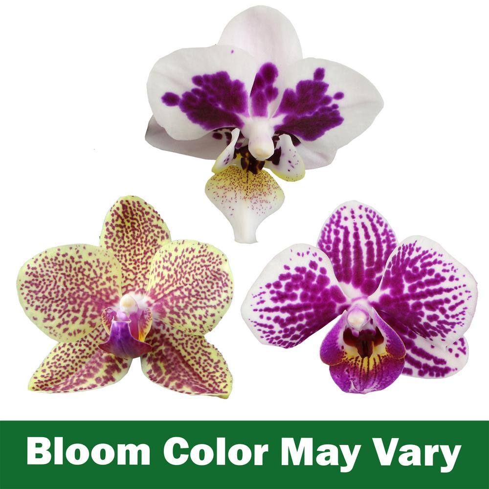 Multicolor Phalaenopsis Orchid in White Ceramic Pot