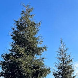 5 gal. Coastal Redwood Evergreen Tree 'Aptos Blue'