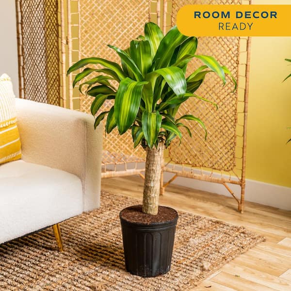Costa Farms Live Indoor 2ft. Mass Cane, Grower Pot