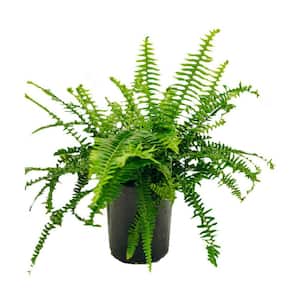 1 Gal. Fern Kimberly Queen Plant