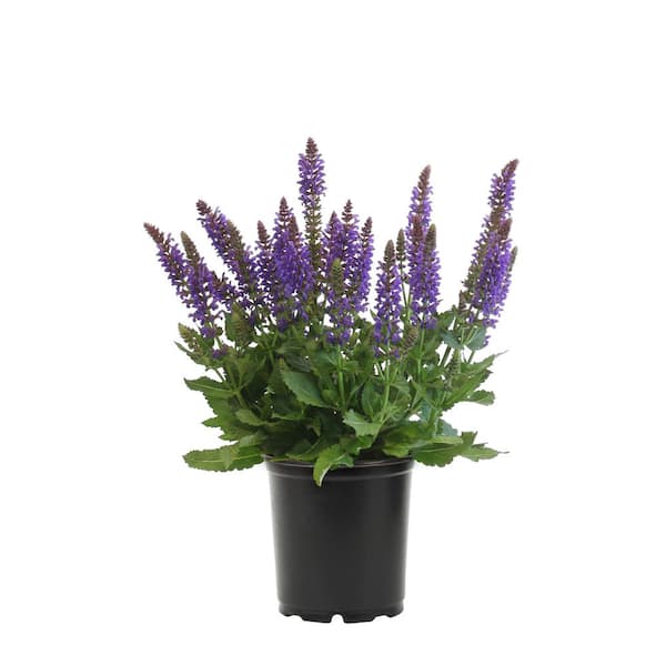 2.5 Qt. Salvia Apex Blue Perennial Plant