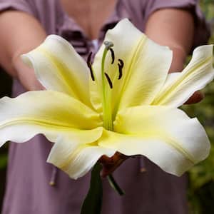 Yellow and White Lily Big Brother Bulbs (7-Pack)