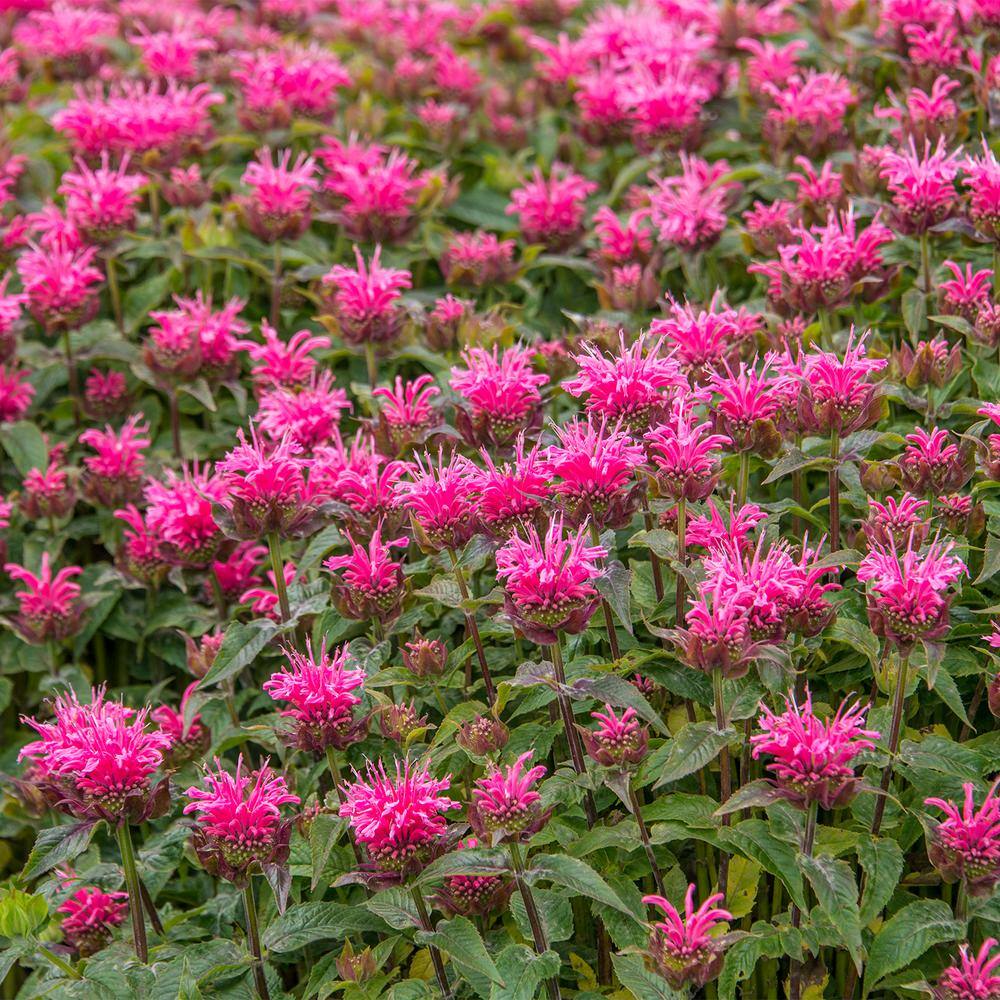 Bubblegum Blast Bee Balm (Monarda), Dormant Bare Root Perennial Starter Plant (1-Pack) price history on PriceWatchPro