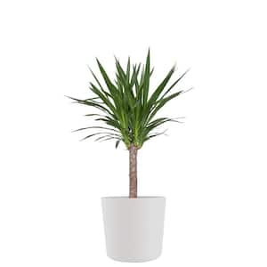 Yucca Cane Live Indoor Outdoor Plant in 10 inch Premium Sustainable Ecopots Pure White Pot with Removeable Drainage Plug